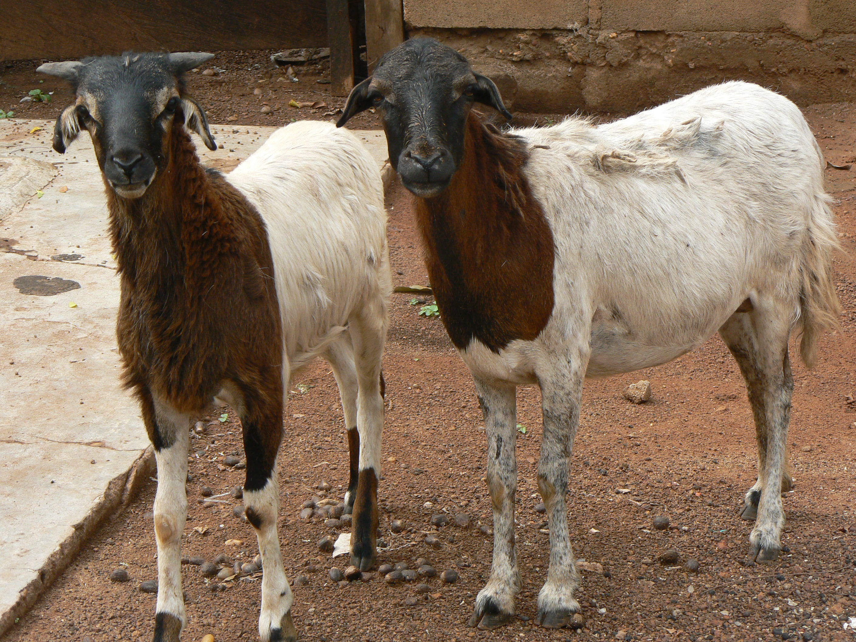 castrating goats